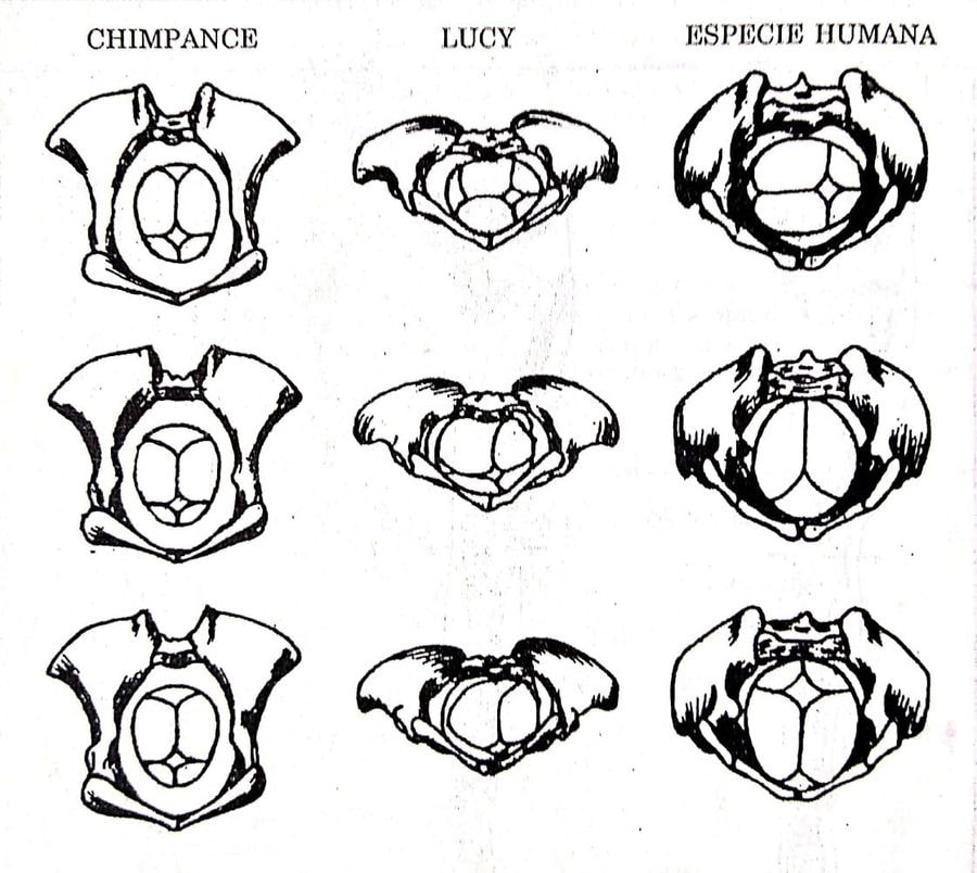 Esquema comparativo de la cadera del chimpancé, de Lucy y la especie humana